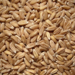 5kg dinkel (farro perlato) biologico (DE-ÖKO-006)